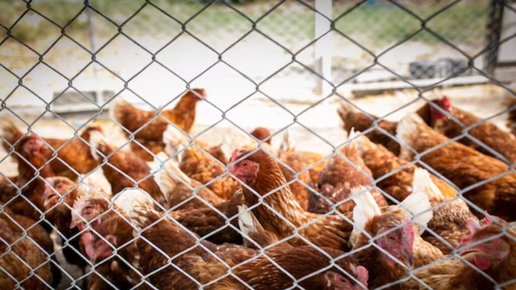 Ganapathy Wire Netting Company Coimbatore - Fencing Contractors in Coimbatore - Poultry Fence - Blog 6