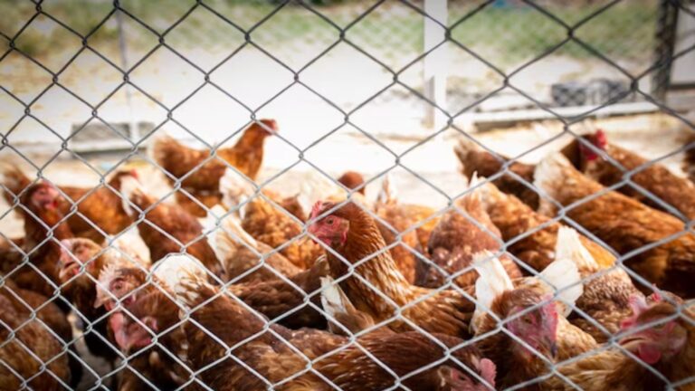 Ganapathy Wire Netting Company Coimbatore - Fencing Contractors in Coimbatore - Poultry Fence - Blog 6