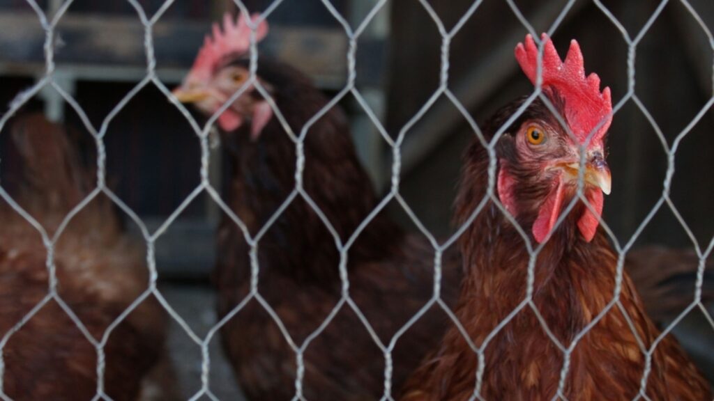 Ganapathy Wire Netting - Best Fencing Contractor - Poultry Fence Manufacturer