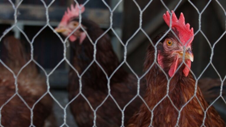 Ganapathy Wire Netting - Best Fencing Contractor - Poultry Fence Manufacturer