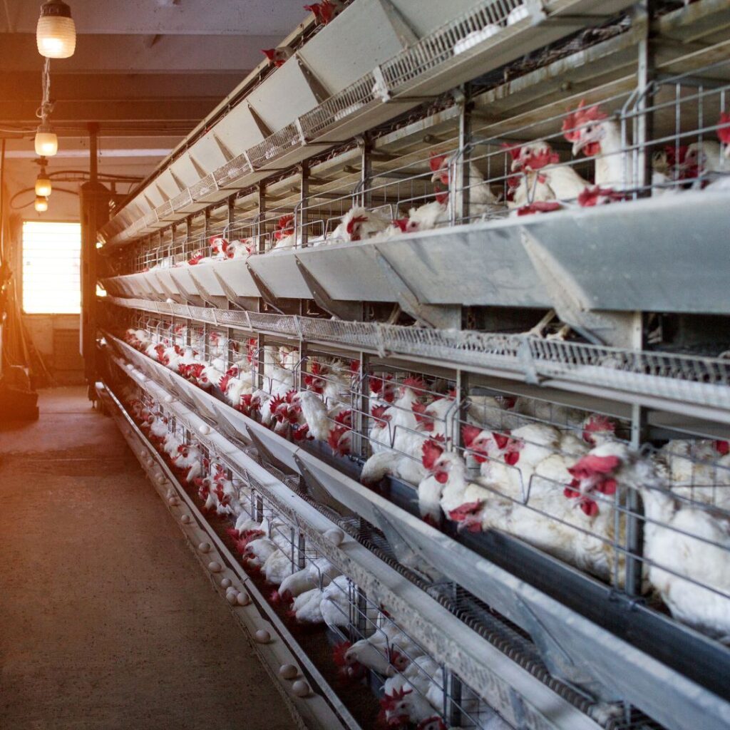 Ganapathy Wire Netting - Best Fencing Contractor – Poultry Fence - Fence Manufacturer