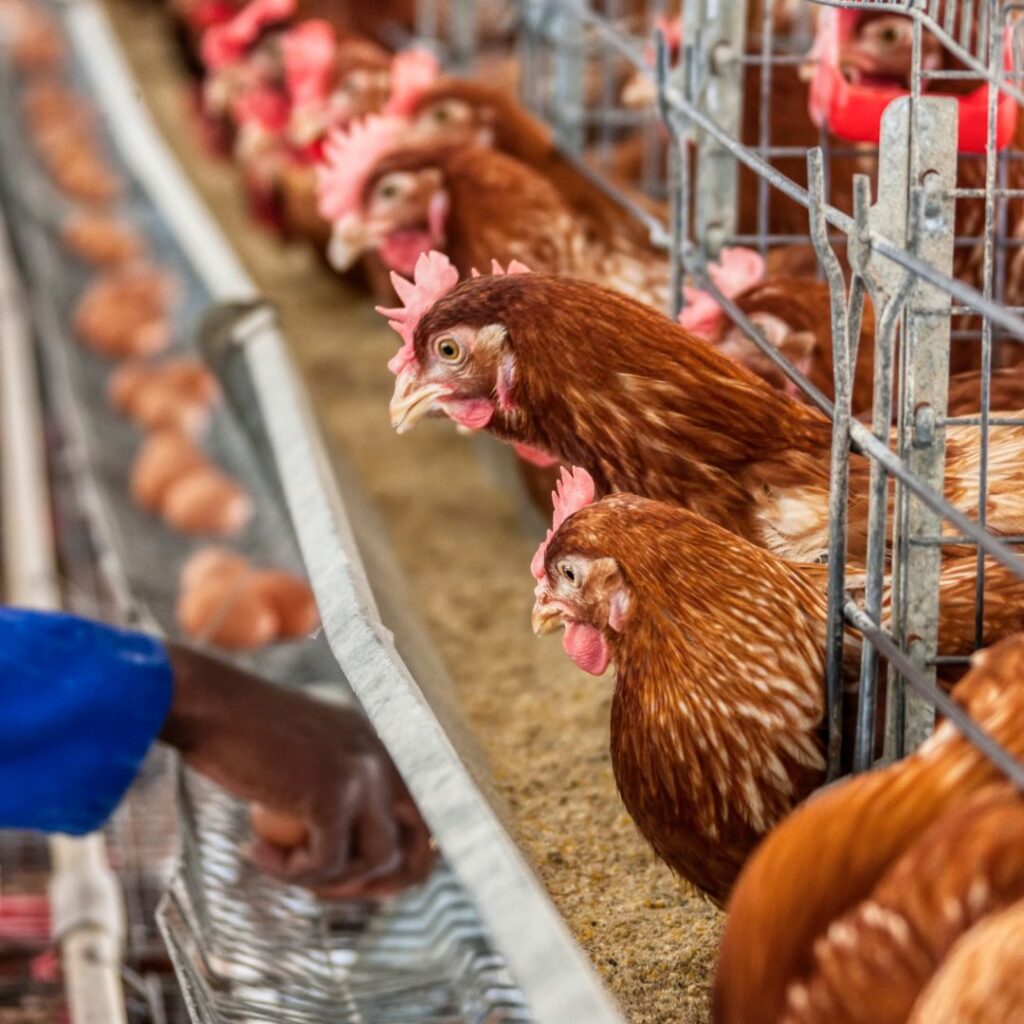 Ganapathy Wire Netting - Best Fencing Contractor – Poultry Fence - Fence Manufacturer