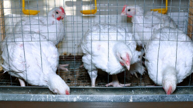 Ganapathy Wire Netting - Best Fencing Contractor – Poultry Fence - Fence Manufacturer