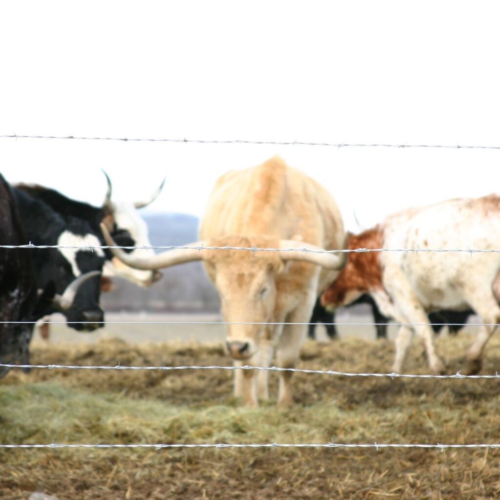 Ganapathy Wire Netting - Best Fencing Contractor – Secure Your Property with Quality Fencing Solutions - Barbed Fence - Fence Manufacturer