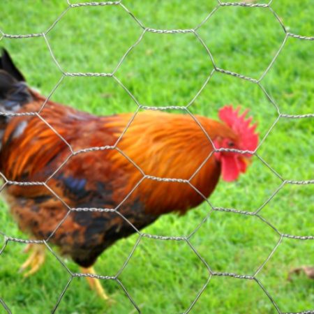 Ganapathy Wire Netting Company Coimbatore - Fencing Contractors in Coimbatore - Poultry Side Mesh - Product 6
